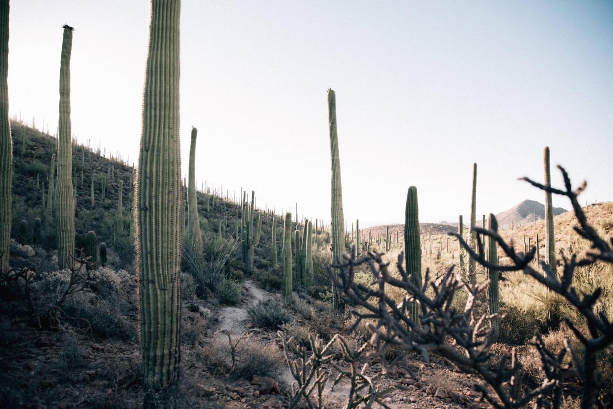 Jw Marriott Tucson Starr Pass Resort Extérieur photo