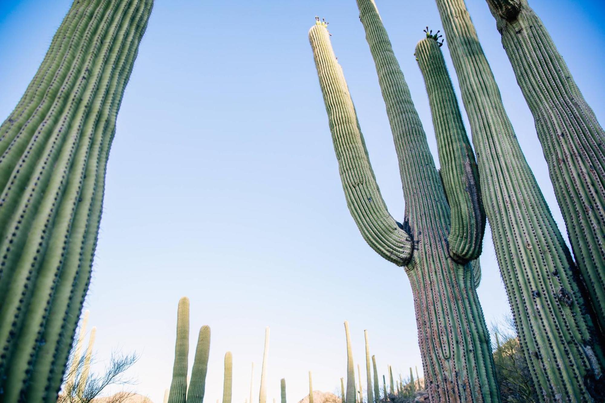 Jw Marriott Tucson Starr Pass Resort Extérieur photo